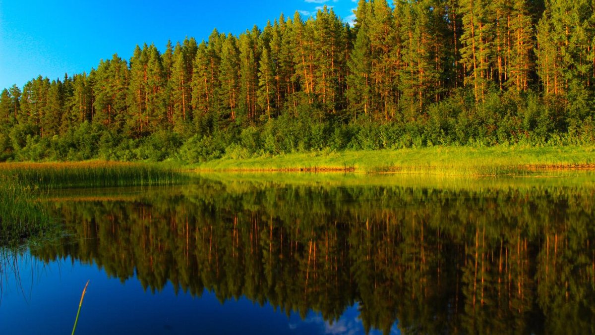 Тайга (хвойные леса)