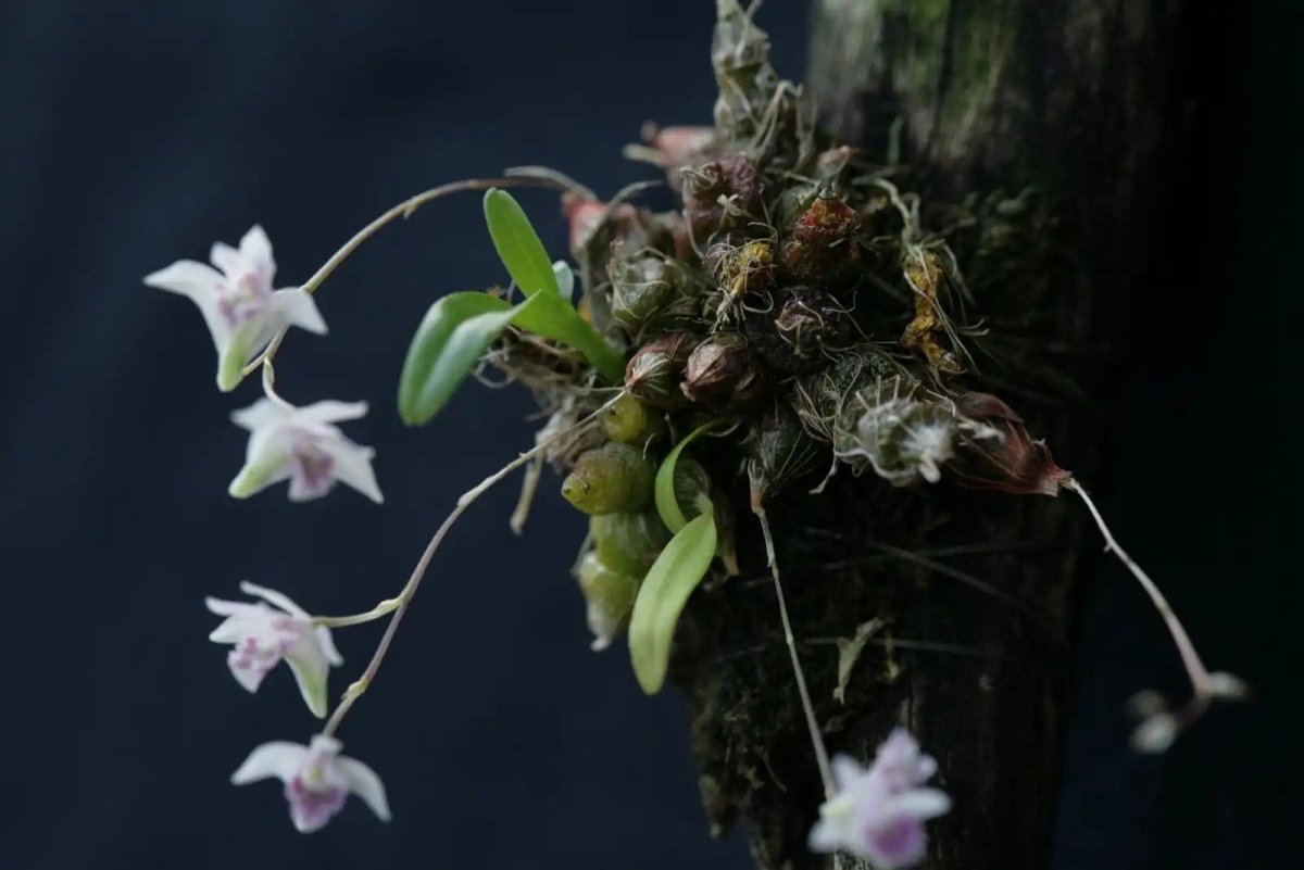 Dendrobium Геншин