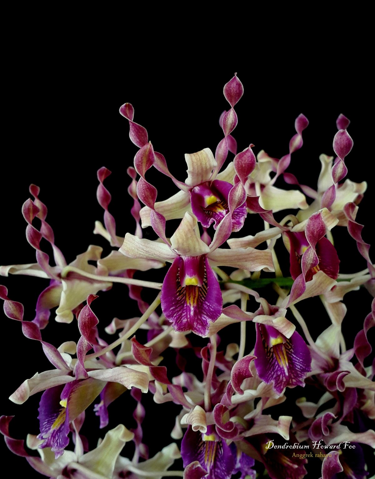 Dendrobium hodgkinsonii