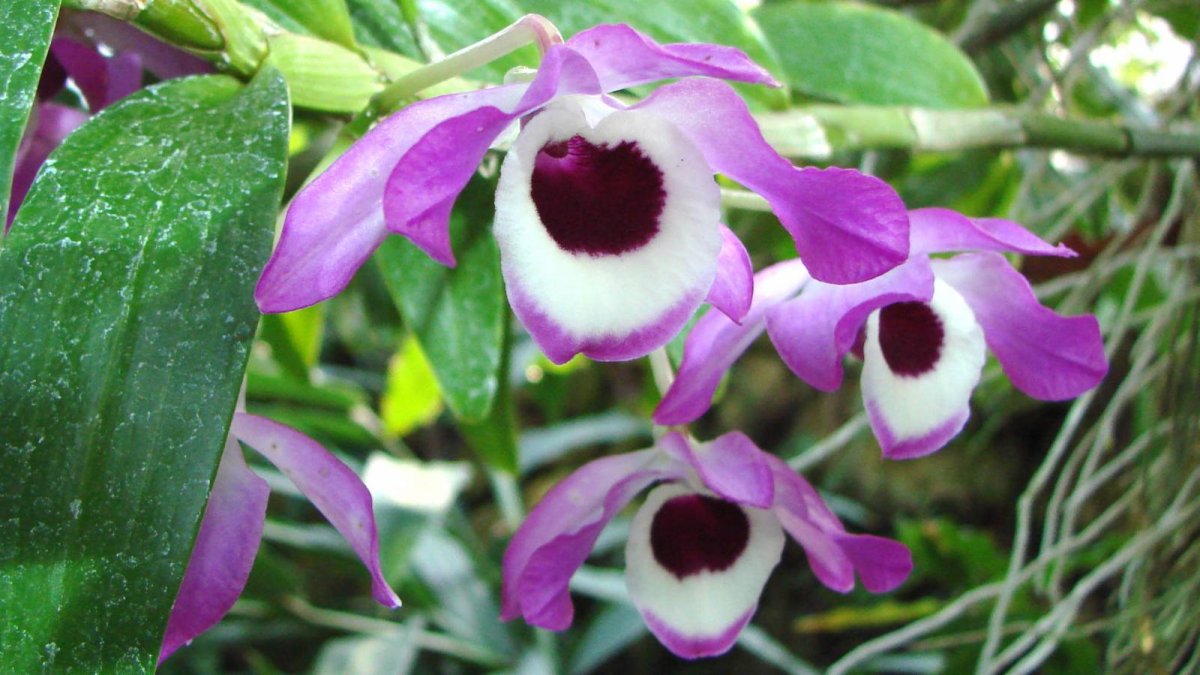 Фото орхидей в природе Дендробиум