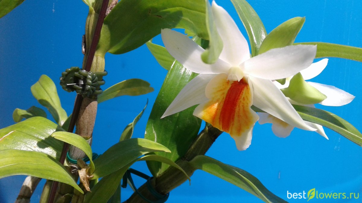 Dendrobium Афродита