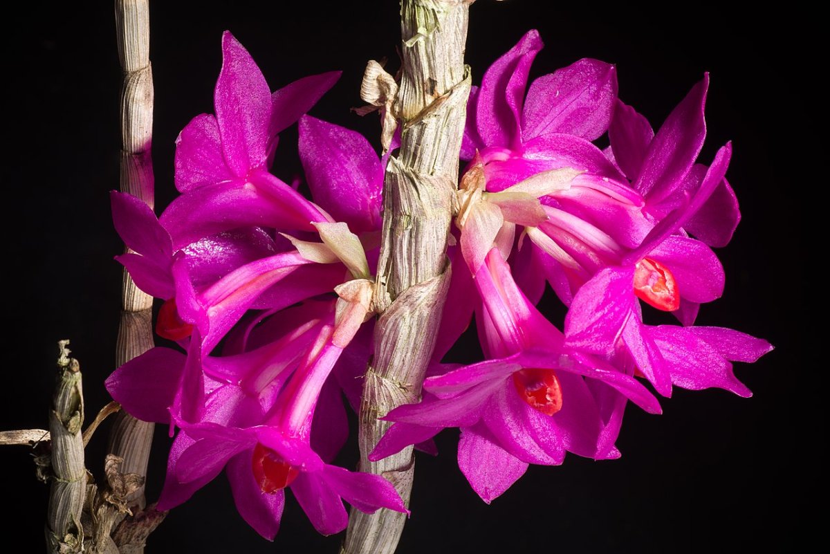 Dendrobium glomeratum