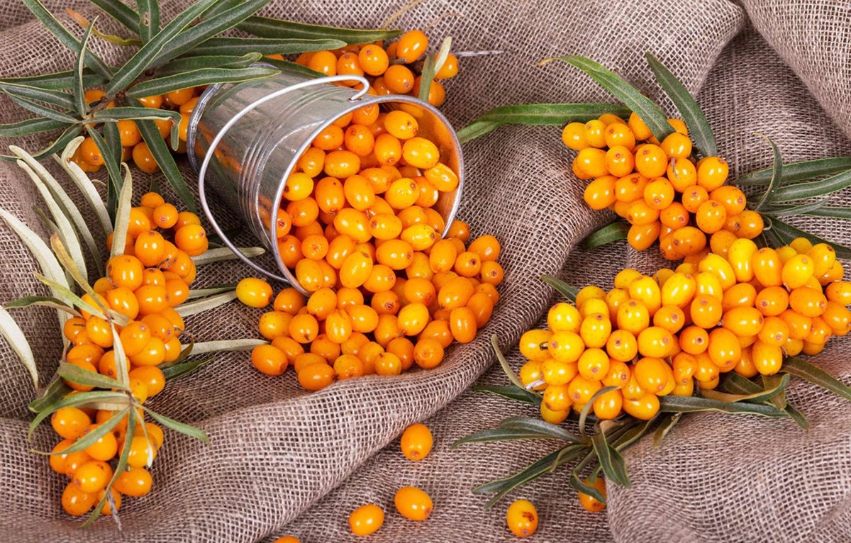 Облепиха Hippophae