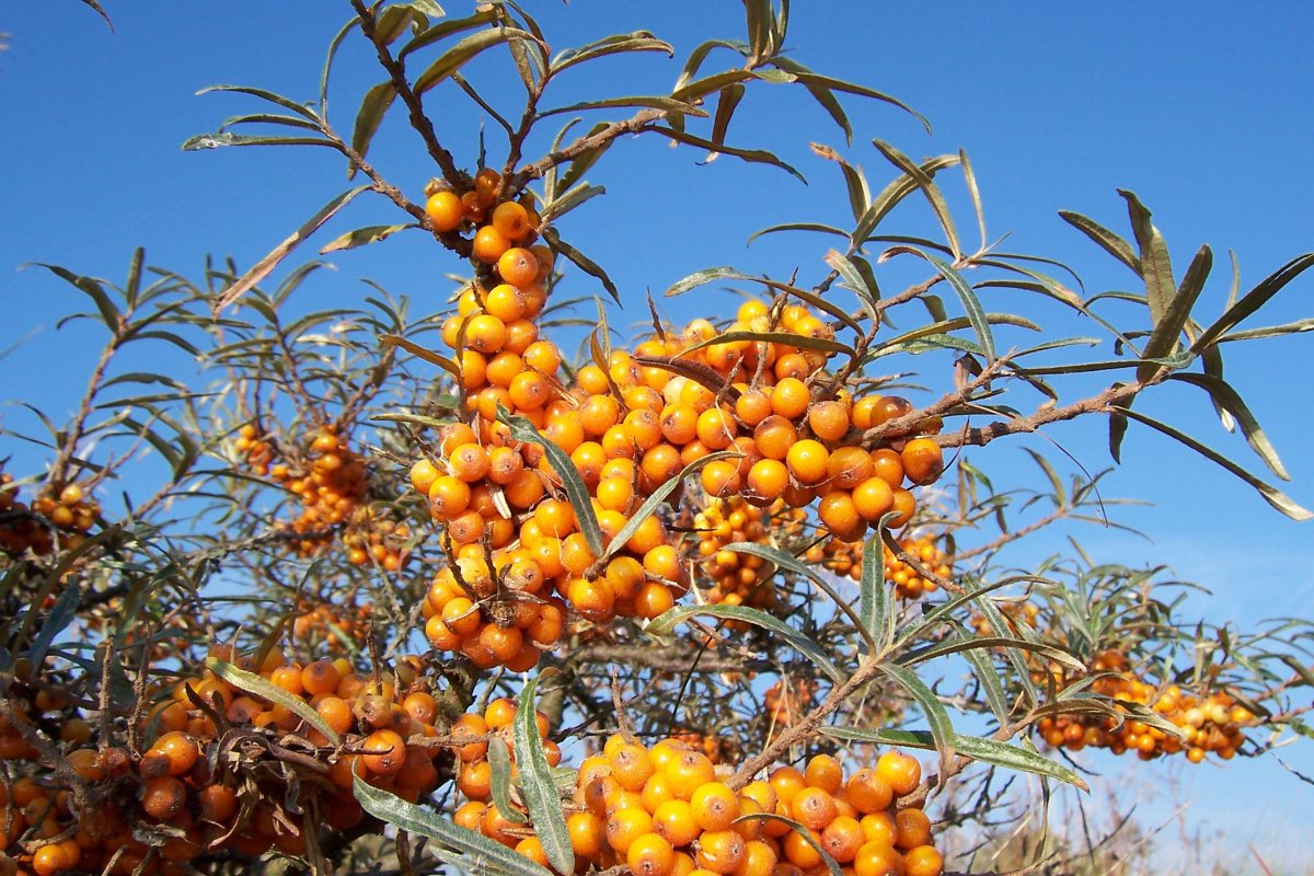 Hippophae rhamnoides облепиха крушиновая