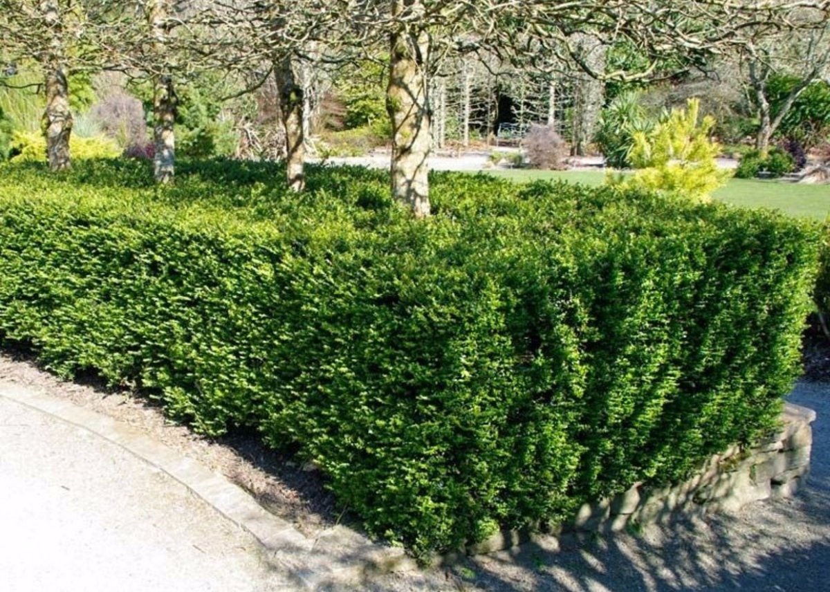 Lonicera nitida