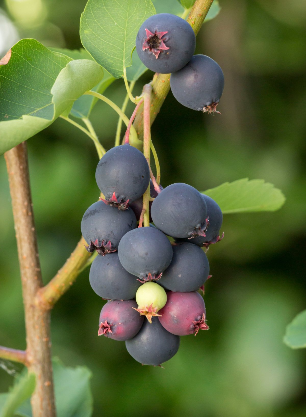Amelanchier alnifolia