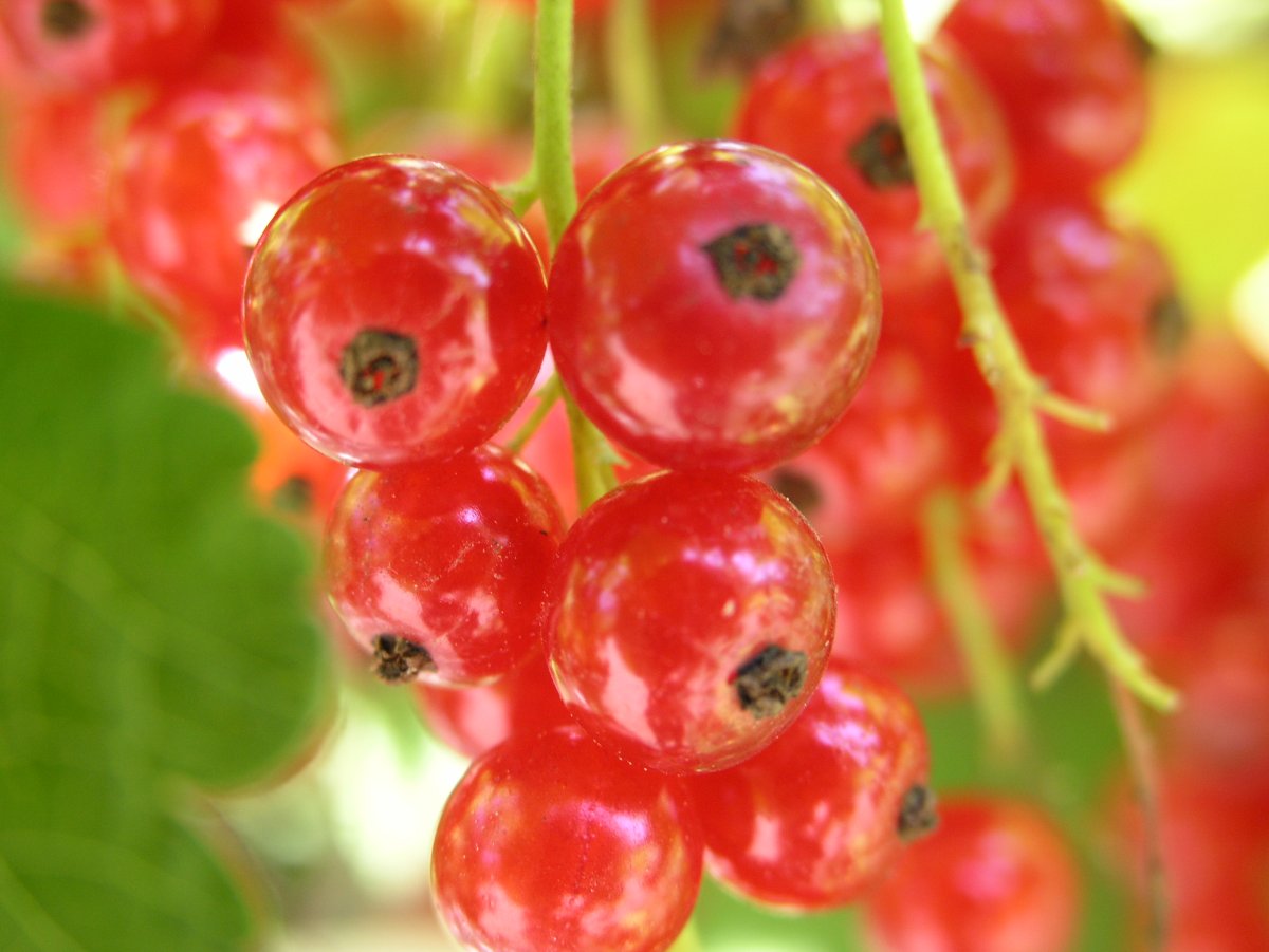 Смородина красная - ribes rubrum