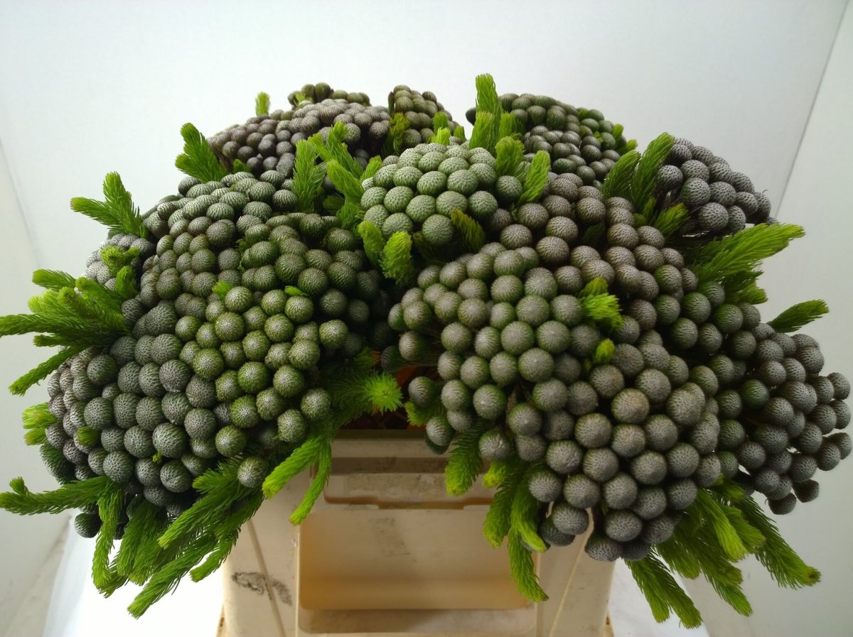Капс Альбифлора