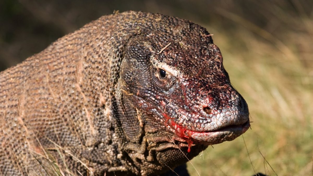 Komodo Judo by Andrey Gudkov two large male Komodo Dragons hissing angrily at each other in National Park.