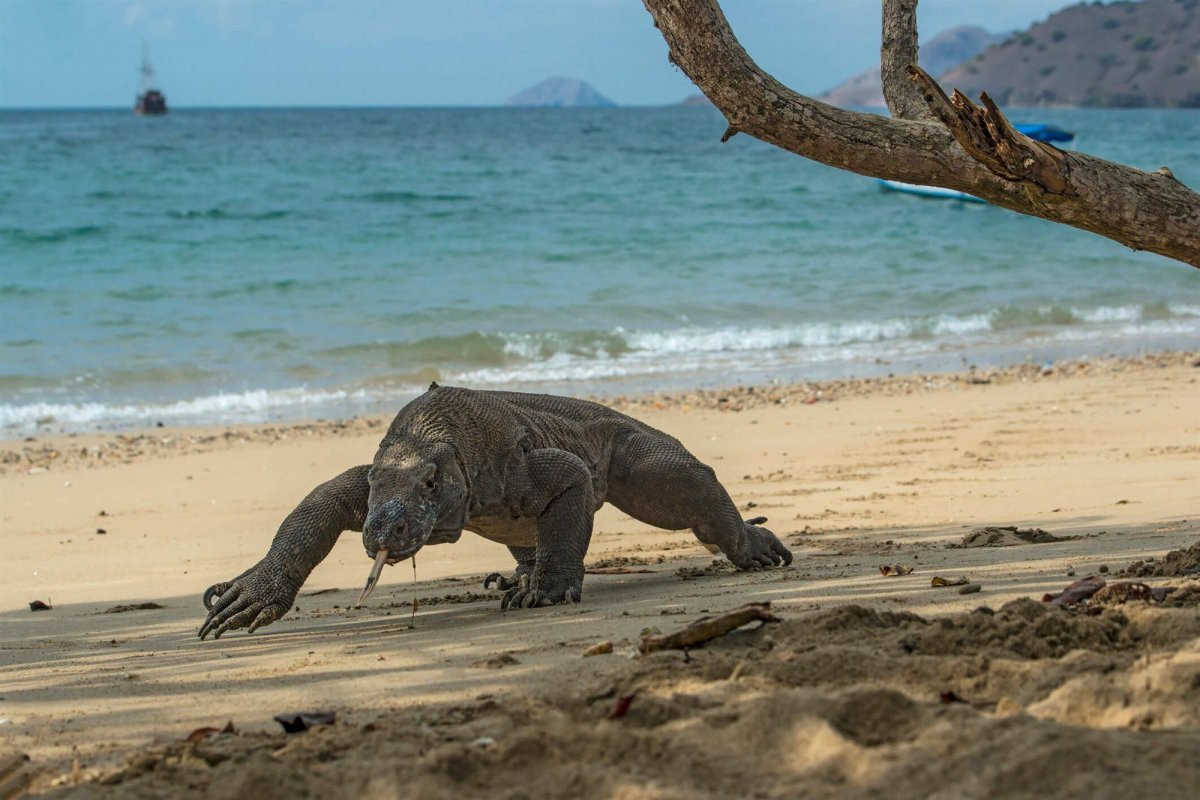 Komodo остров в Индонезии