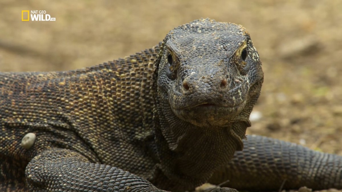 Nat geo Wild рептилии