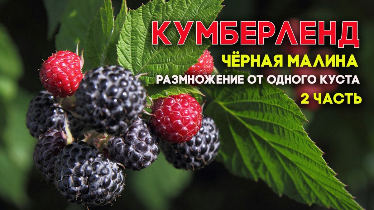 Девушка с ягодой малиной