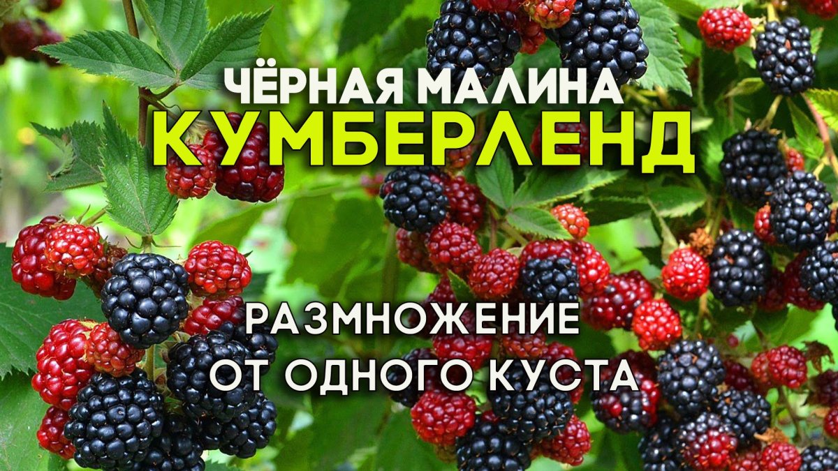Кумберленд цветение