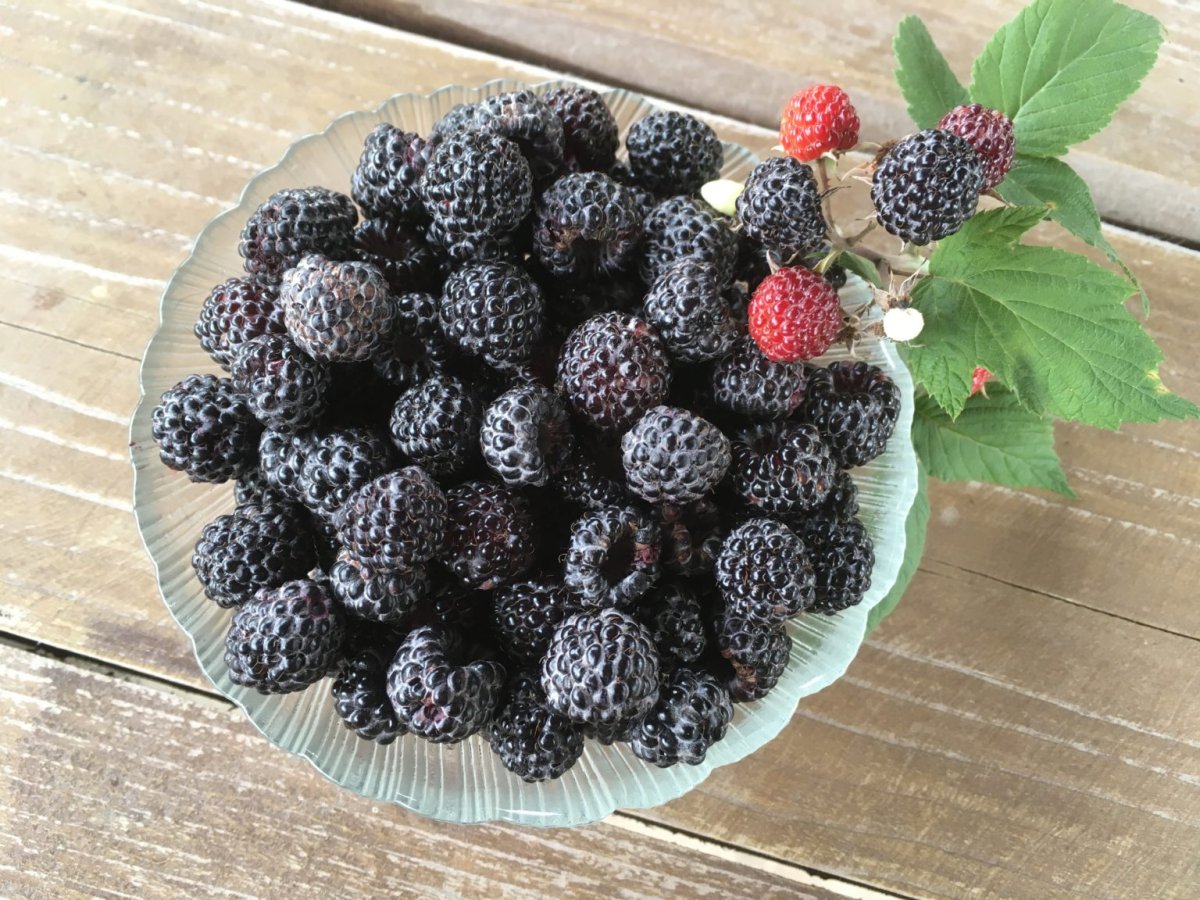 Малина черная Кумберленд