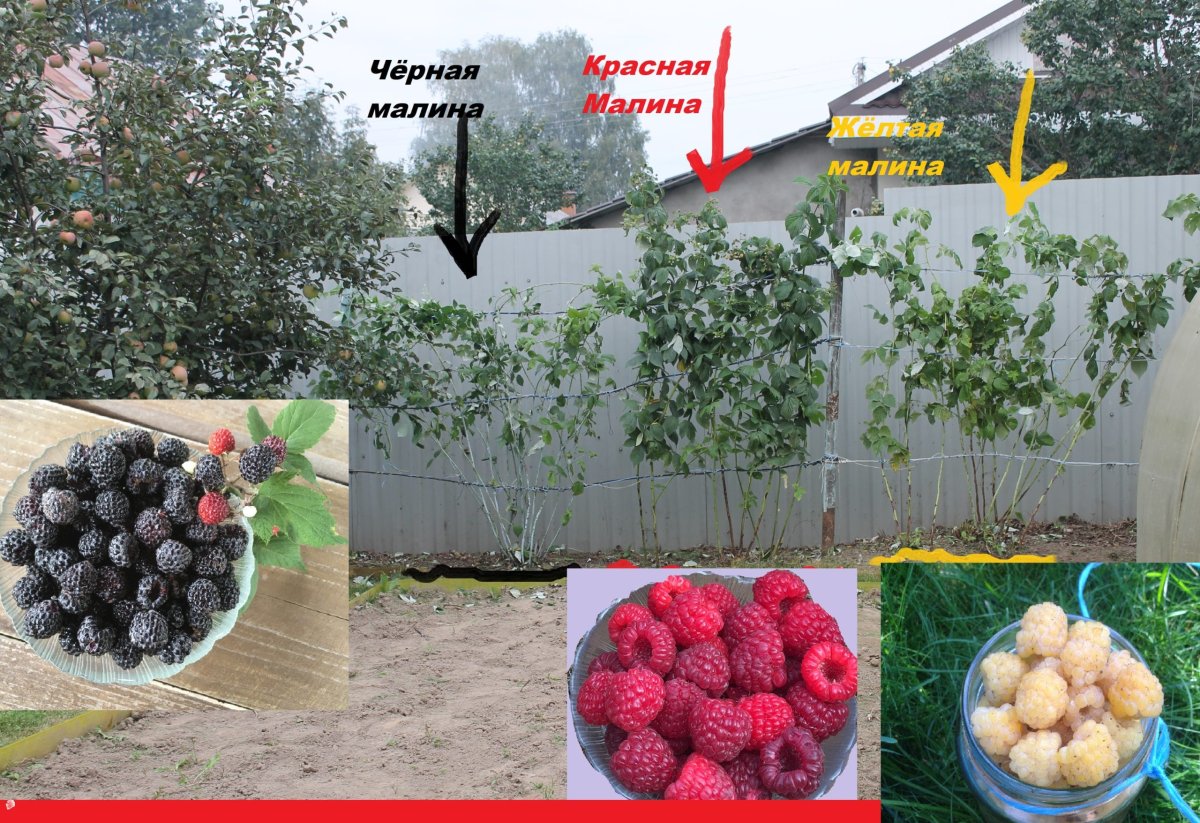 Посадка малины рядами