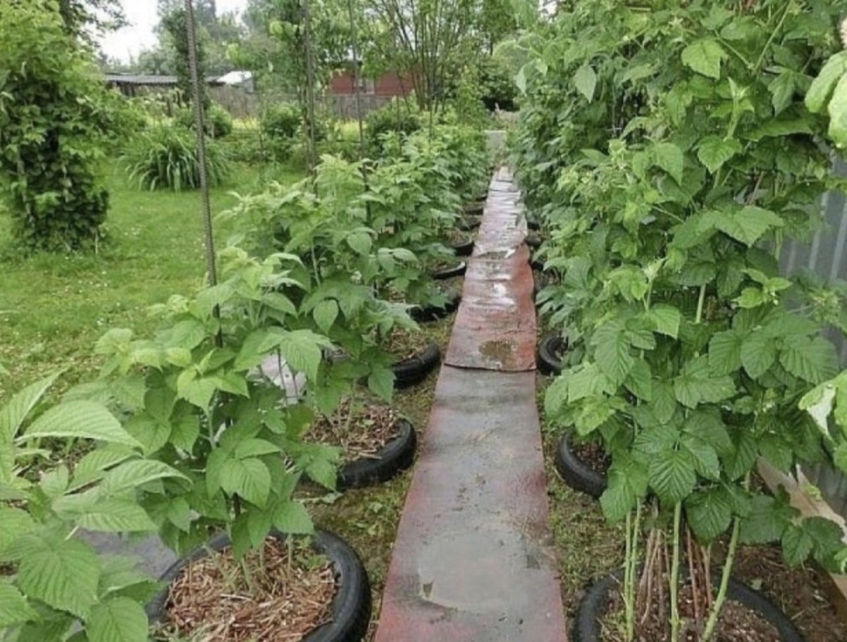 Малинник на дачном участке