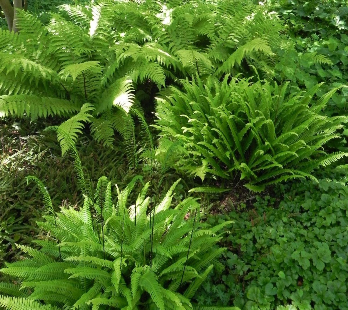 Папоротник Polystichum tsussimense