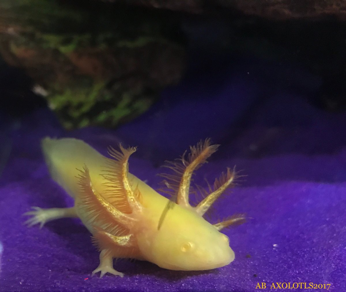 GFP Axolotl синий