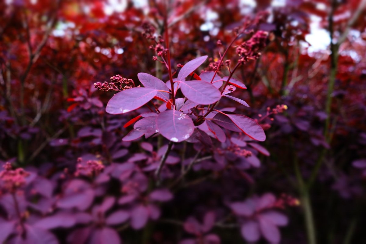 PURPURASCENS С пурпурно-фиолетовыми листьями