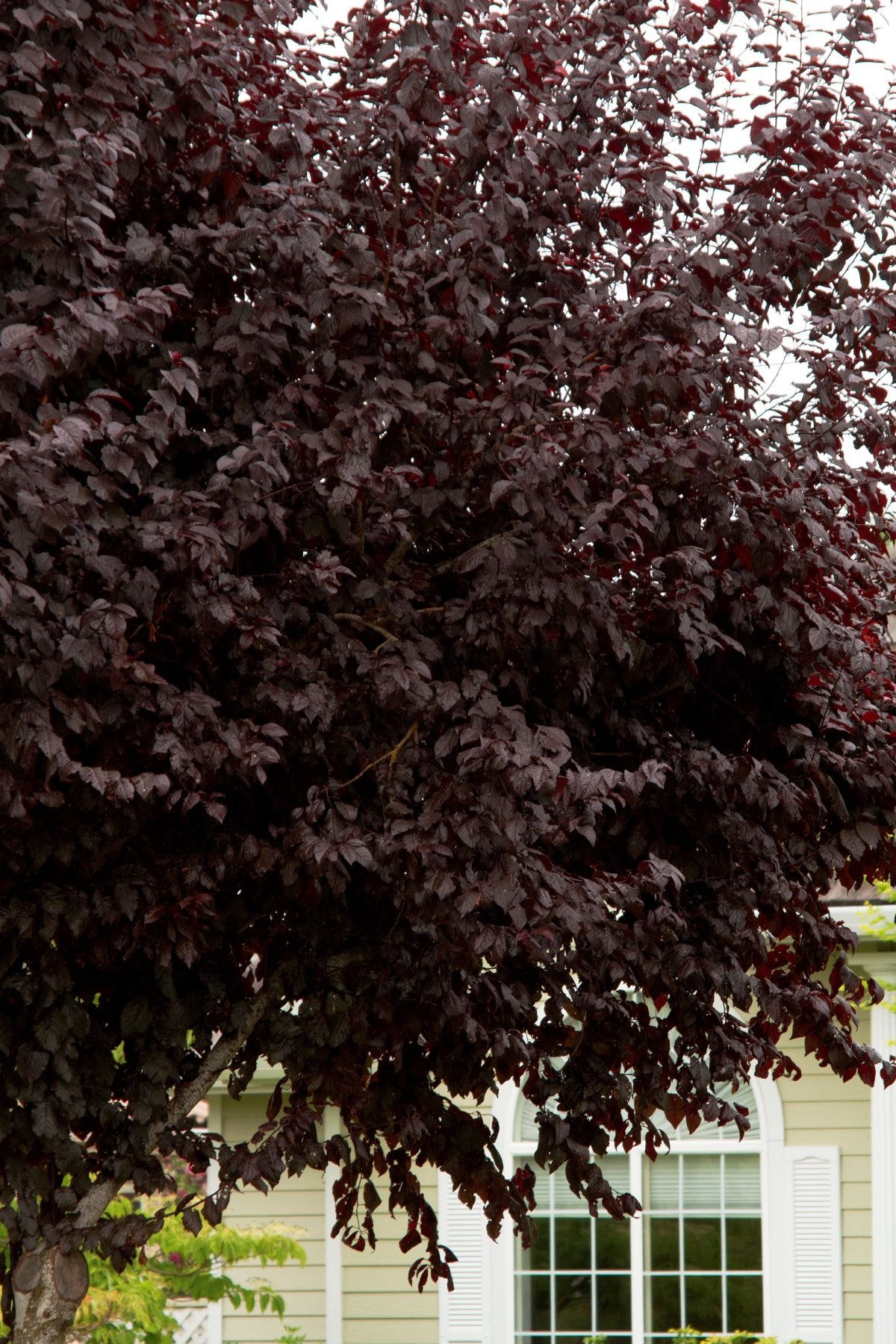 Purple Leaf Plum дерево Prunus cerasifera
