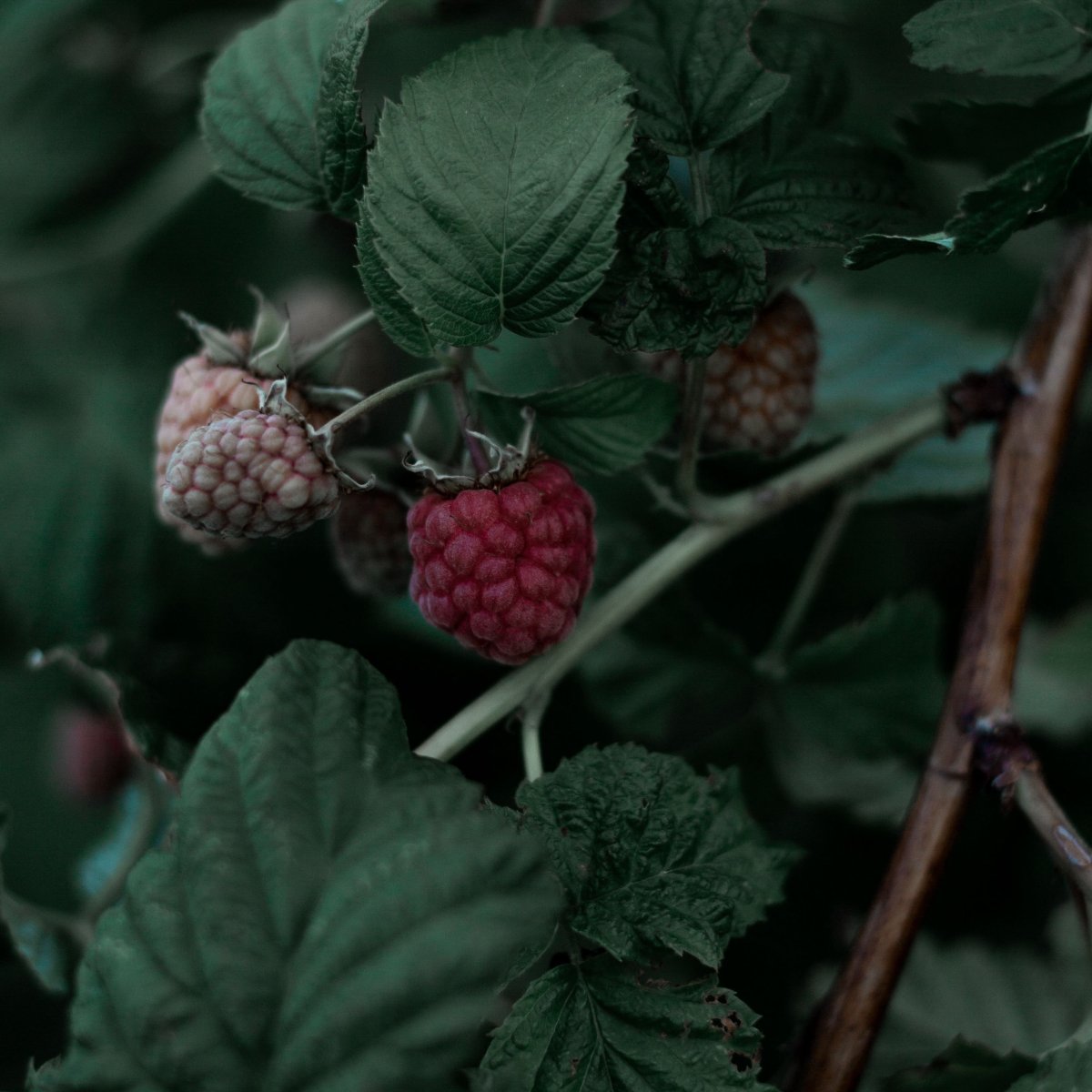Raspberry Branch