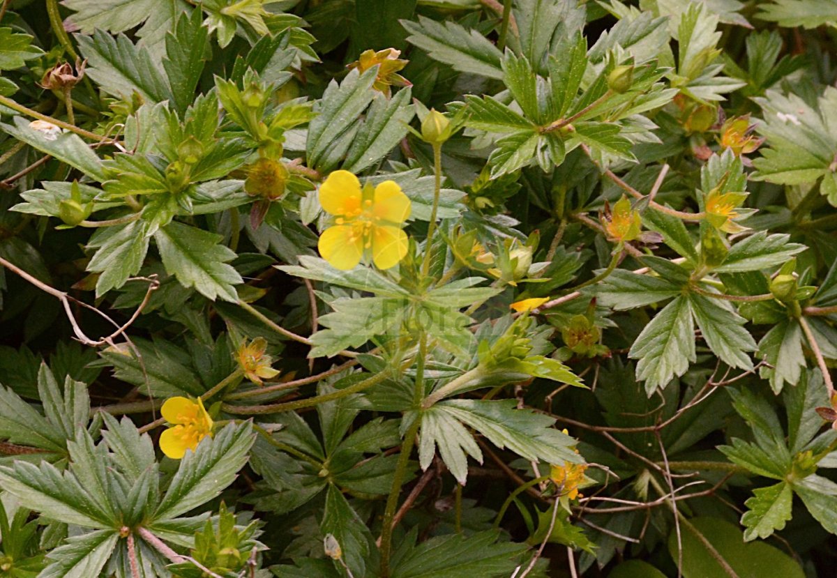 Potentilla erecta l