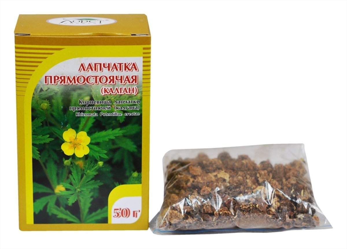 Лапчатка прямостоячая (калган) с корнем