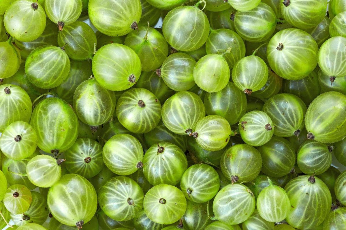 Куча крыжовника