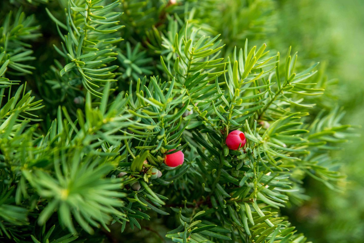 Taxus chinensis