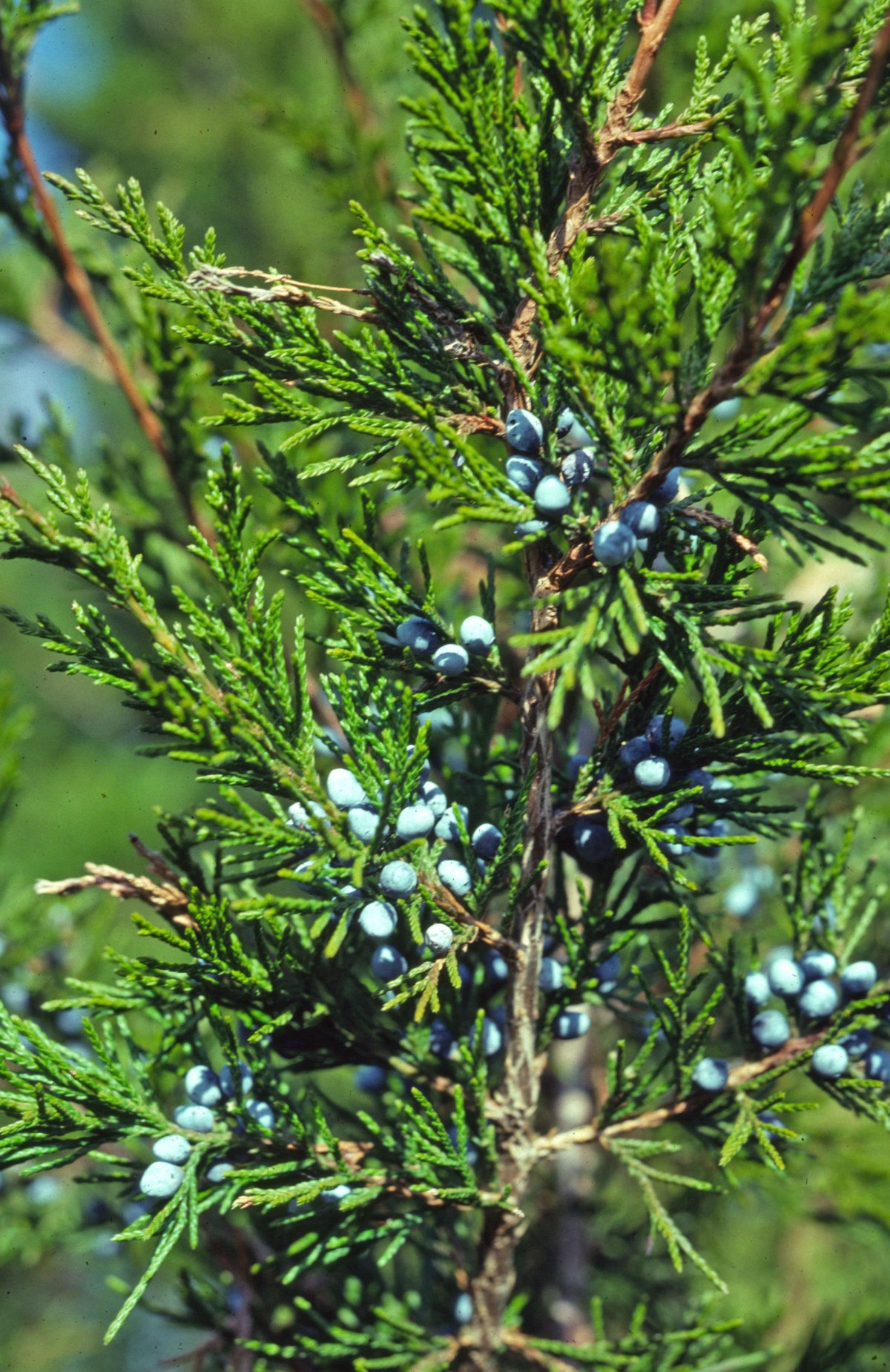 Кедр Juniperus virginiana