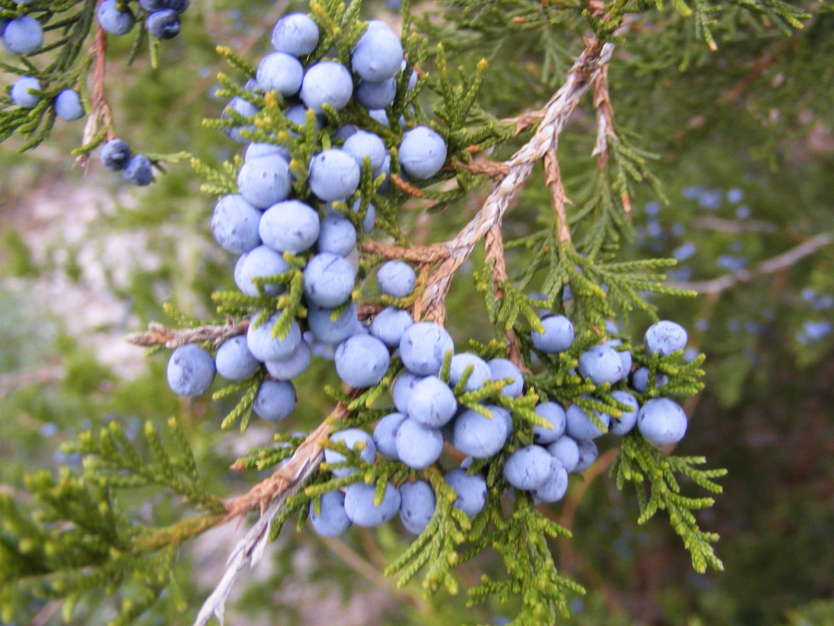 Кедр Juniperus virginiana