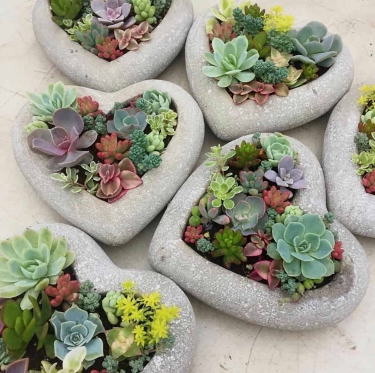Сердце из суккулентов