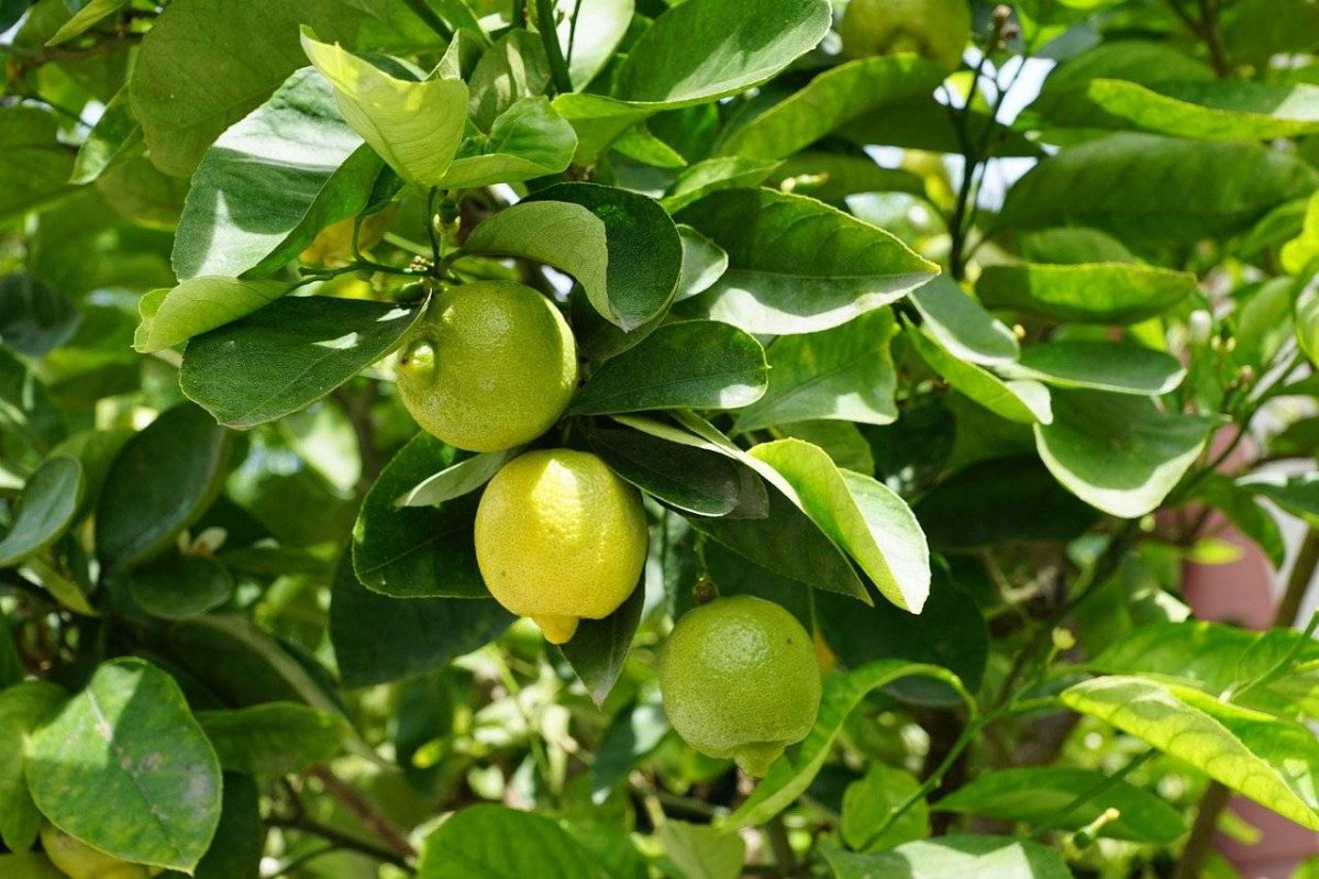 Лайм палестинский