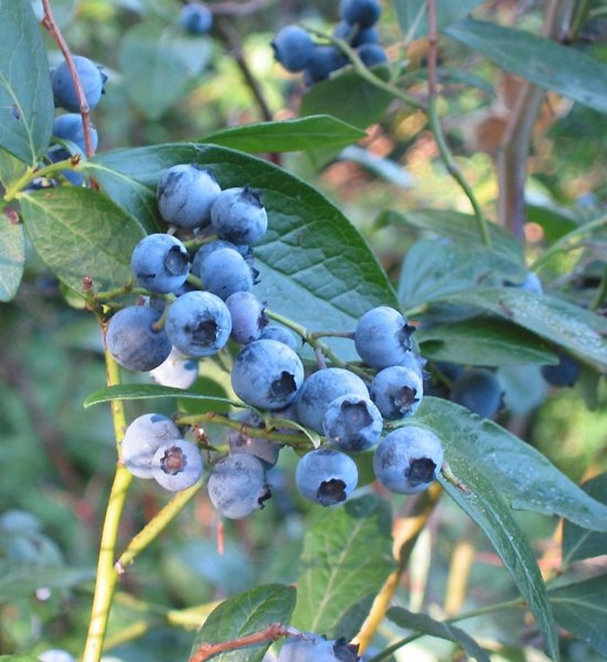Голубика Патриот - Vaccinium corymbosum Patriot
