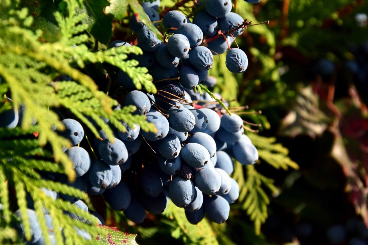 Mahonia bealei
