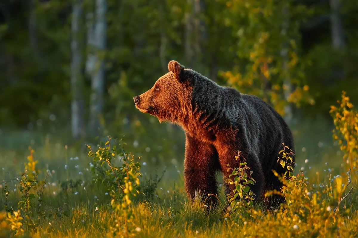 Бурые медведи в природе