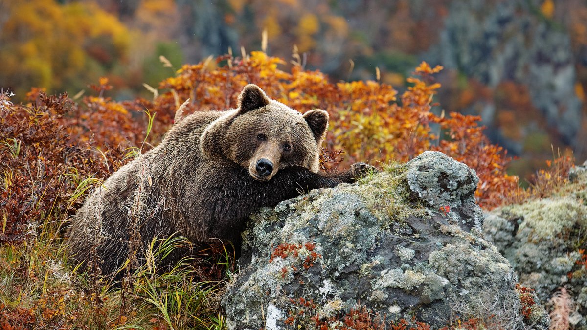 Южно-Камчатский заказник фауна