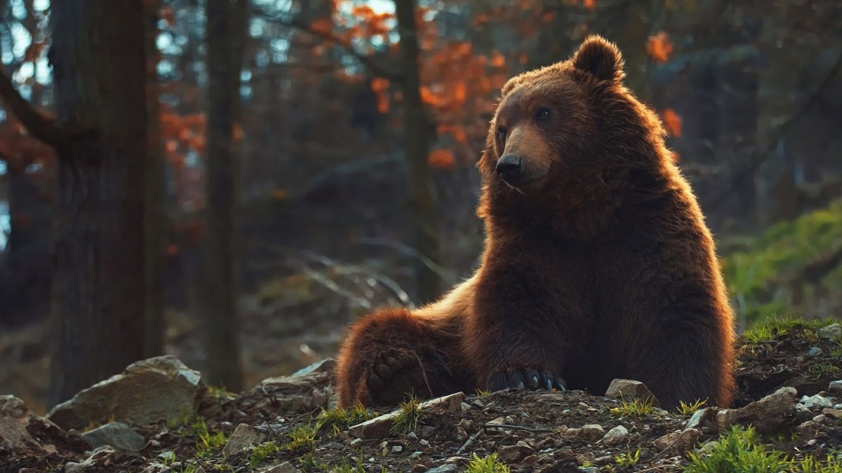 Бурый медведь Михайло Потапыч