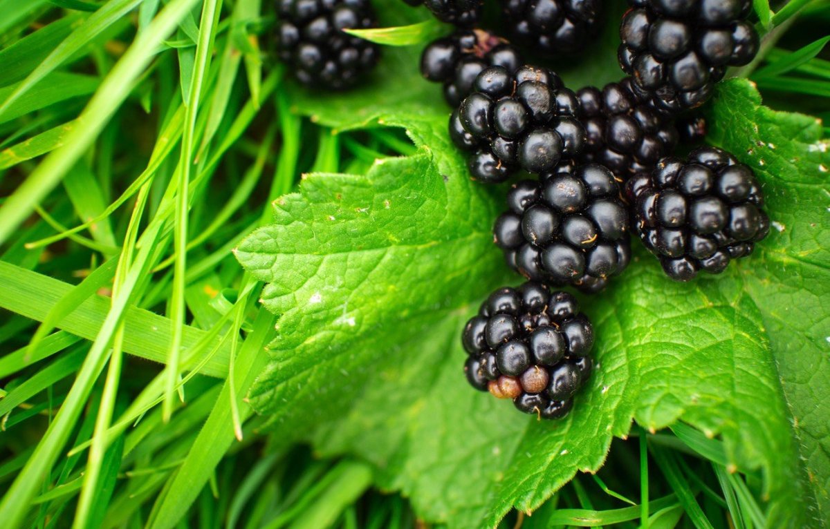 BLACKBERRY Bramble