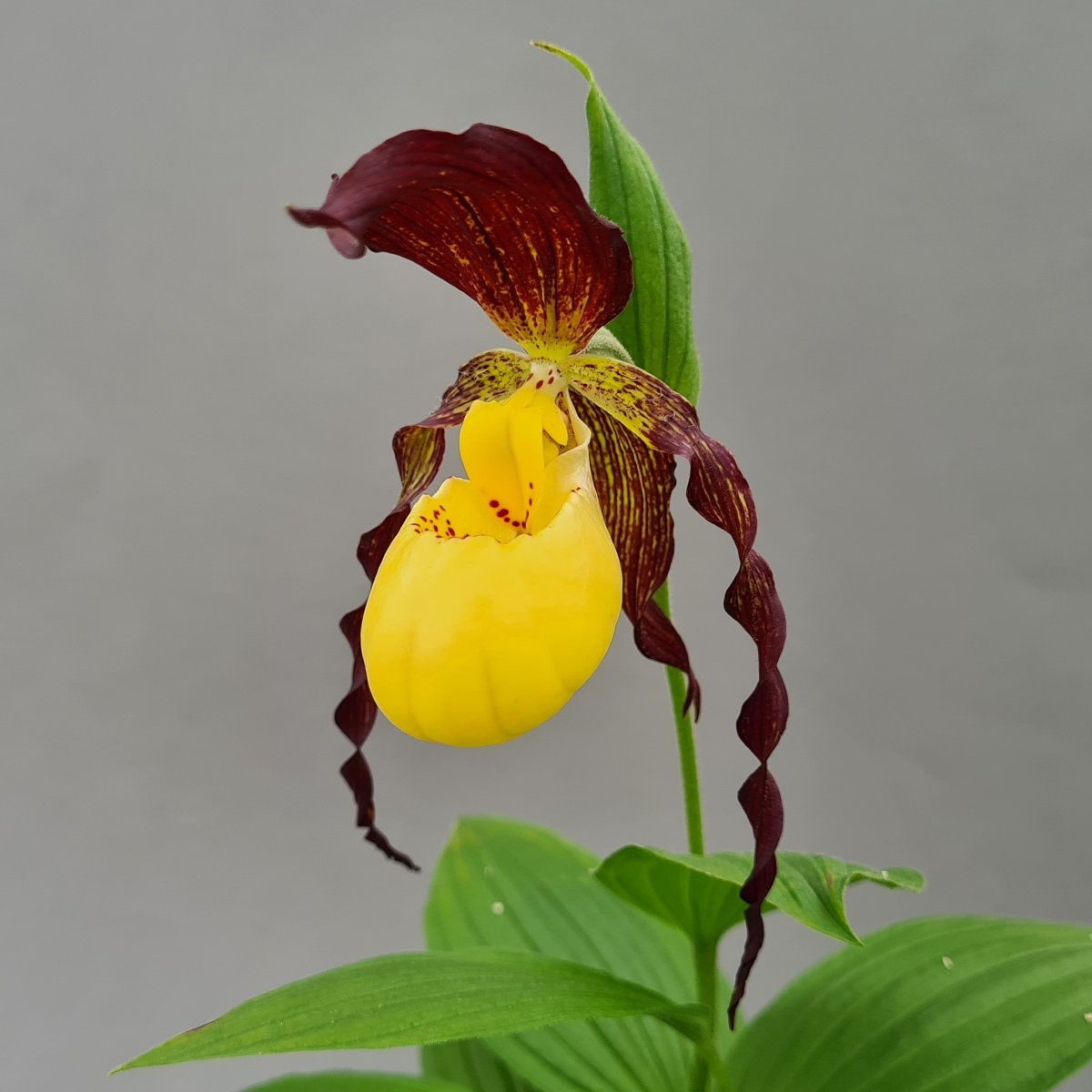 Башмачок planipetalum x kentuckiense в ЦФО