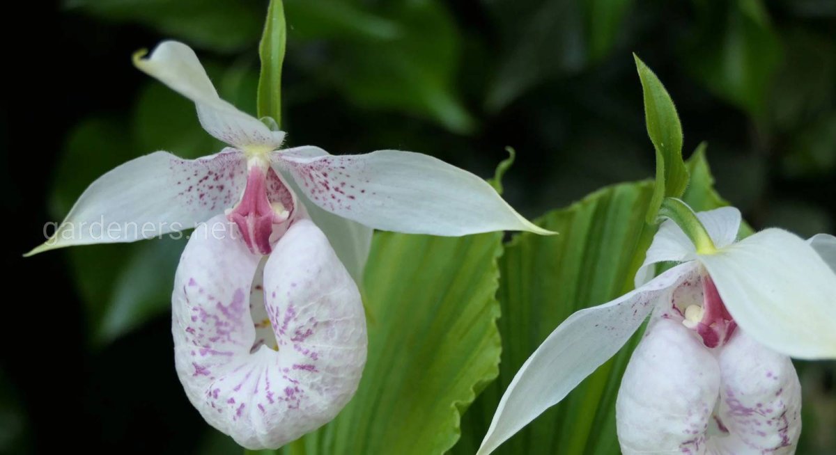 L. formosanum