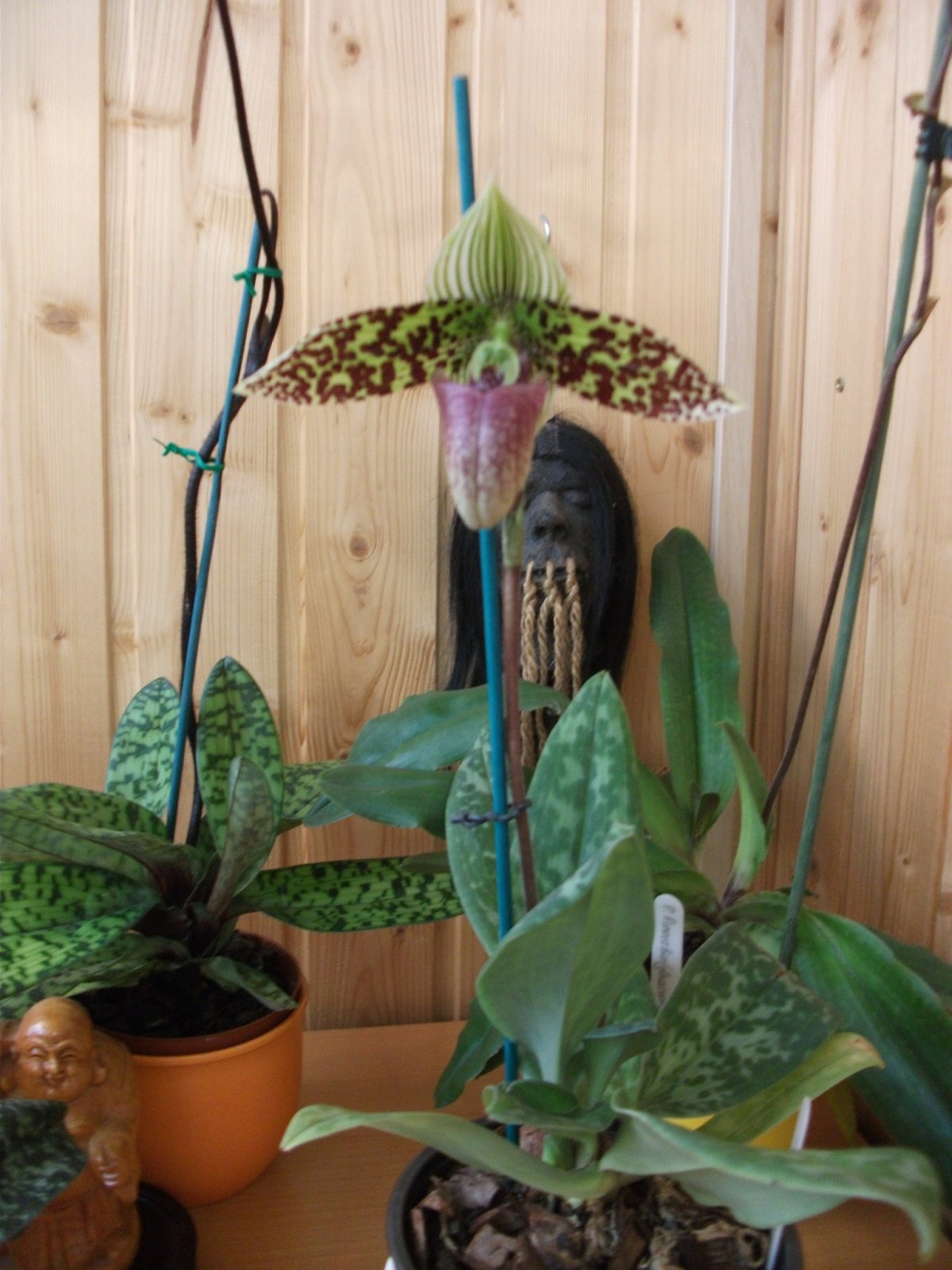 Paphiopedilum sukhakulii