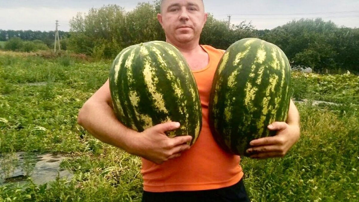 Арбуз растет