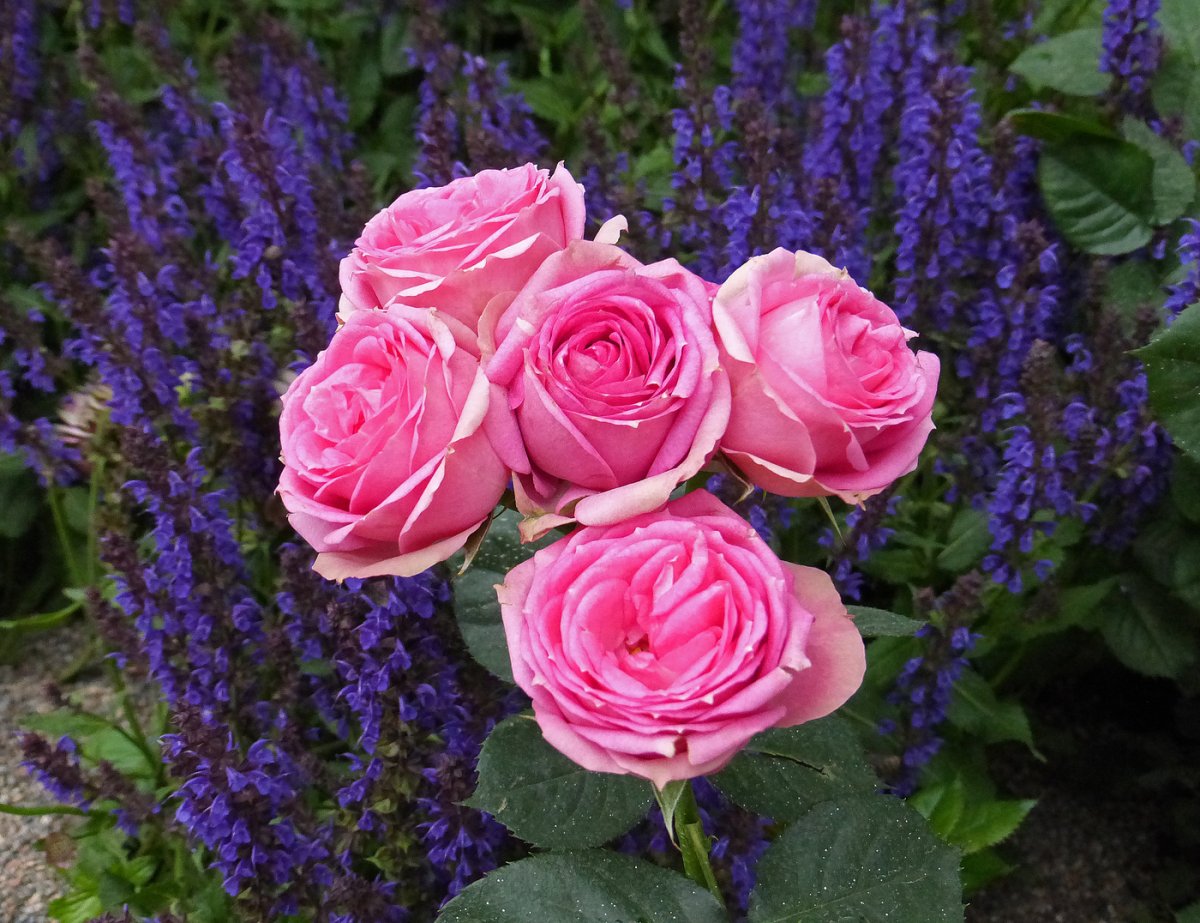 Роза куст Lavender Queen
