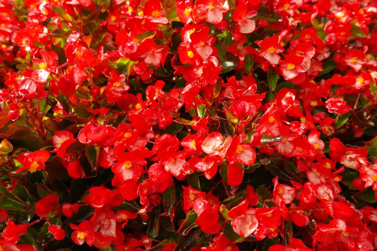 Бегония semperflorens