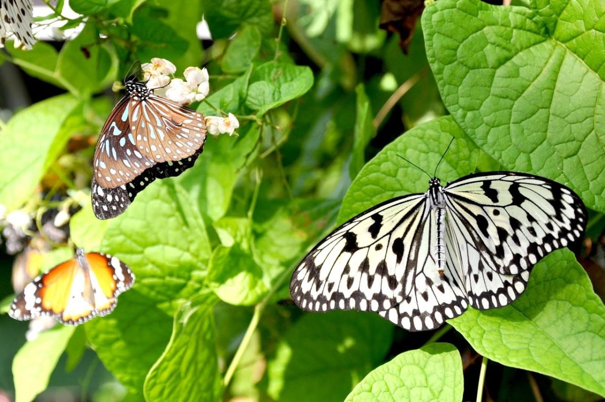 Ферма бабочек (Penang Butterfly Farm)