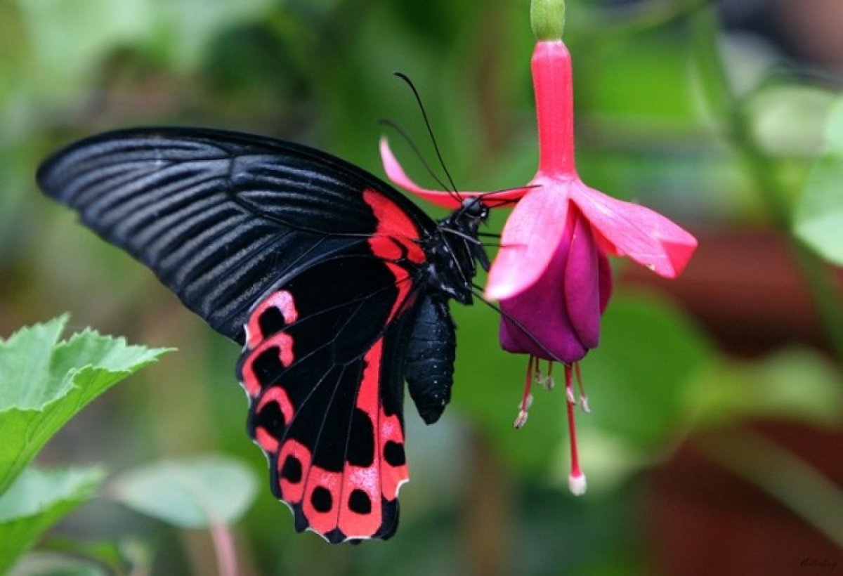 Papilio Rumanzovia бабочка