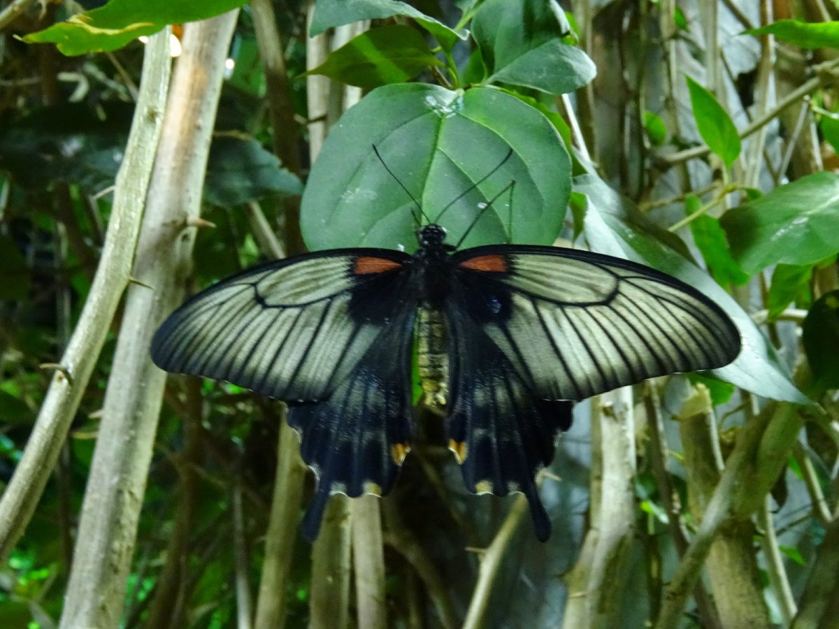 Papilio LOWI бабочка