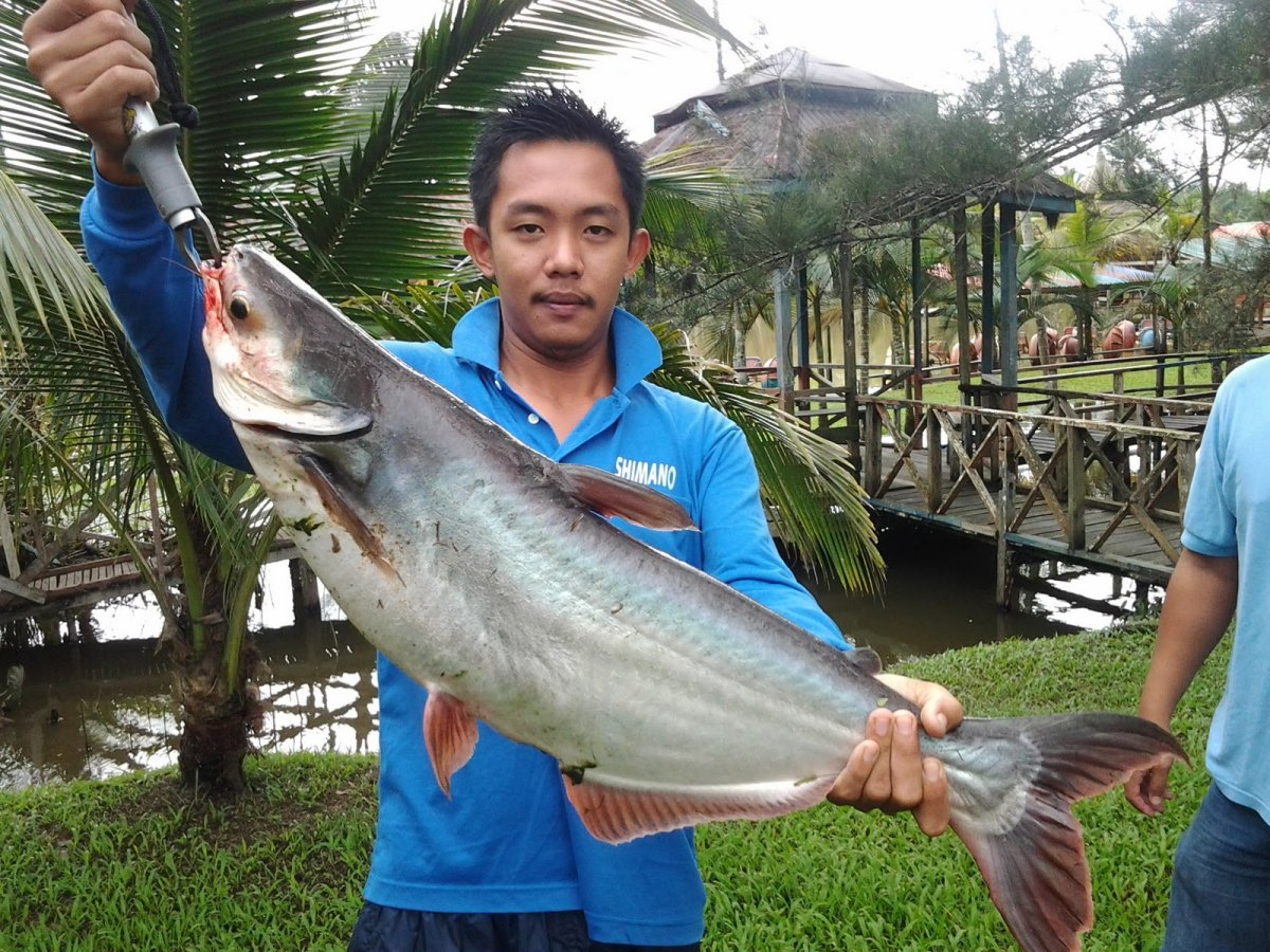 Chinese Pangasius Catfish