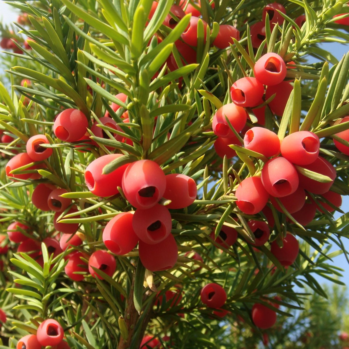 Тисс Taxus baccata